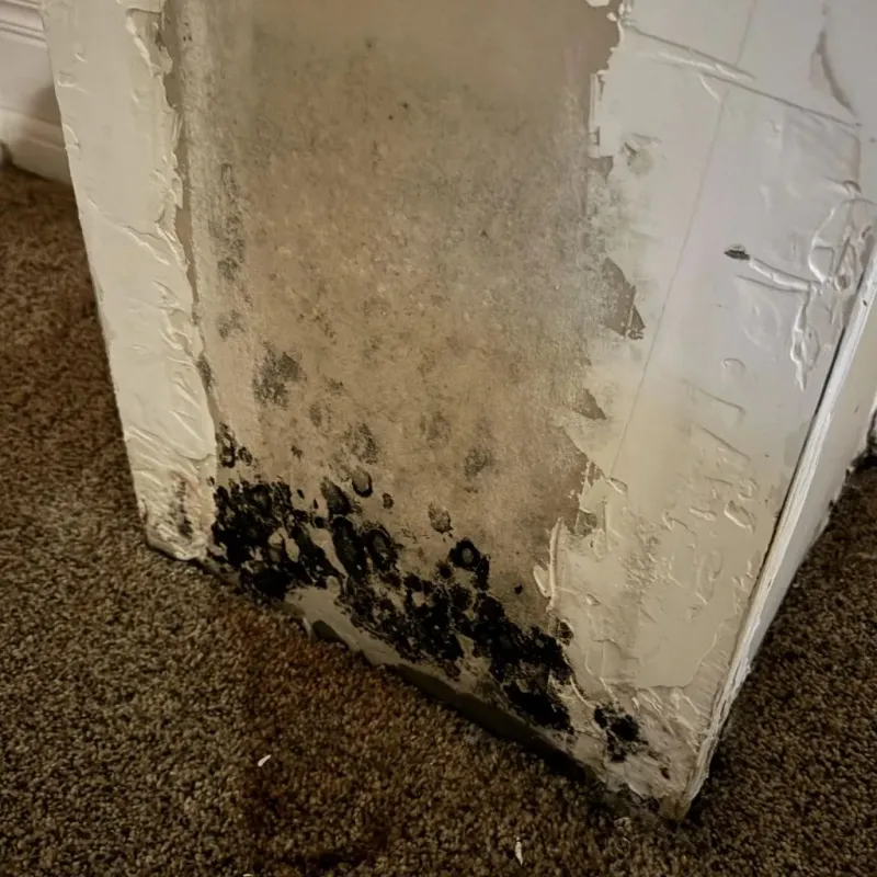 Professional Mold Removal in Ledyard, CT